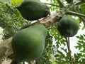 very fresh papaya fruit, close up photo Royalty Free Stock Photo