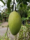 Very fresh young mango fruit. Very fresh young mango Royalty Free Stock Photo