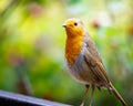 A very Friendly, Robin, Erithacus rubecula, Redbreast posing for the camera Ensor\'s Pool, Warwickshire, October 2025. Royalty Free Stock Photo