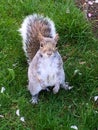 Very Friendly Squirrel Poses for Camera Royalty Free Stock Photo