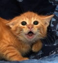 very frightened little ginger kitten Royalty Free Stock Photo