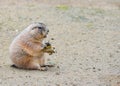 Very funny and angry Prairie dog eating food in natural background at the zoo. Prairie dogs or Cynomys. Royalty Free Stock Photo