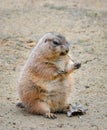 Very funny and angry Prairie dog eating food in natural background at the zoo. Prairie dogs or Cynomys. Royalty Free Stock Photo