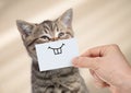 Funny cat with smile on cardboard Royalty Free Stock Photo