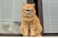 Very funny cat smiles Royalty Free Stock Photo