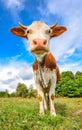 Very funny cow with big muzzle staring straight into camera close up. Farm animals. Royalty Free Stock Photo