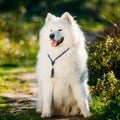 Very Funny Friendly Happy Lovely Pet White Samoyed Dog Outdoor i Royalty Free Stock Photo