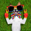 Very funny gay dog Royalty Free Stock Photo