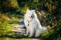Very Funny Happy Funny Lovely Pet White Samoyed Dog Outdoor in S Royalty Free Stock Photo