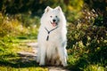 Very Funny Happy Funny Lovely Pet White Samoyed Dog Outdoor in Summer Park Royalty Free Stock Photo