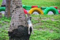 Very funny monkey sitting on a palm tree Royalty Free Stock Photo