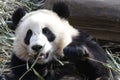 Closed-up Fluffy Giant Panda Cub, China Royalty Free Stock Photo