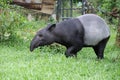 Malayan Tapir, THailand
