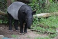 Malayan Tapir, THailand