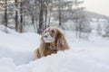 Funny snowy playful red russian spaniel dog sniffing for something in the air