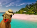 Very funny travel concept camel wearing make up and lady straw hat at a tropical beach Royalty Free Stock Photo