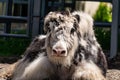 Very furry black and white bull Yak. A large and shaggy animal with large expressive eyes