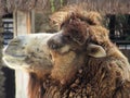 Very furry Camel in a park