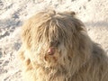 Very furry fluffy posing dog on white snowy background