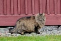 A very furry norwegian forest cat female outdoors