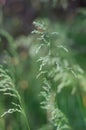 Delicate green stem of young grass on a green field background. Selective focus. Strong blur.