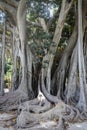 A very giant tree, Ficus Macrophylla, at Botanical Garden in Palermo, Sicily, Italy