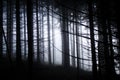 Very gloomy dark forest