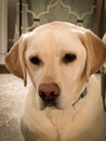 A very good yellow Labrador retriever sits for a picture Royalty Free Stock Photo