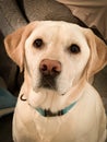 A very good yellow Labrador retriever sits for a picture Royalty Free Stock Photo