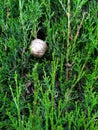 Very green arranged cypress with round fruit