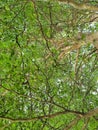 Very green branches of tree.