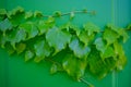 A very green close up of domestic ivy. Thriving Hedera helix plant on a mint green wall. Abundant and rich evergreen rampant