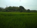 a very green expanse of rice fields