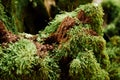 Very green fresh Prairie Sphagnum moss growing on stone in tropical forest close up details Royalty Free Stock Photo