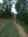 Fild track and big tree with sky