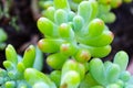 A very green Jelly Bean Plant.