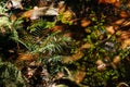 Very green lush tropical forest fern and palm growing on stones with small water stream Royalty Free Stock Photo