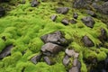 Very green moss on rocks 2