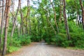 A very green ordinary coniferous, pine and deciduous forest, the forest settlement is located in the residential area Severny, the Royalty Free Stock Photo