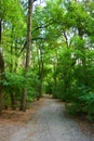 A very green ordinary coniferous, pine and deciduous forest, the forest settlement is located in the residential area Severny, the Royalty Free Stock Photo