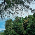 a very green rain forest in south sumatra Royalty Free Stock Photo