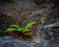 Very green vibrant fern growing on a rock