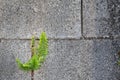 Very green vibrant fern growing on a rockstone; wall
