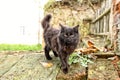 Very hairy black cat standing on the brick wall Royalty Free Stock Photo