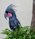 Black cockatoo, Kuala Lumpur Bird Park