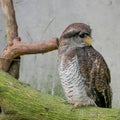 Owl, Kuala Lumpur Bird Park