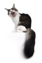 Young Maine Coon cat on white background Royalty Free Stock Photo