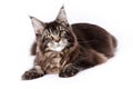 Very handsome young Maine Coon cat.The largest cat. A big cat.Maine Coon looking at the camera, isolated on white Royalty Free Stock Photo