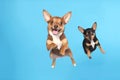 Very Happy Cheerful Dogs In Jumping, In Flight On Blue Background Full Body. Generative AI