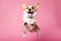 very happy dog corgi on pink pastel background Royalty Free Stock Photo